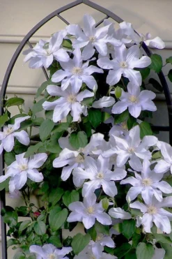 Silver Moon Clematis - 1 Gallon Pot 9 Silver Moon Clematis - 1 Gallon Pot -Wilson Bros Gardens clematis silver moon 7