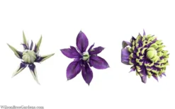 Taiga Clematis - 2 Gallon Pot 15 Taiga Clematis - 2 Gallon Pot -Wilson Bros Gardens clematis taiga 24 2