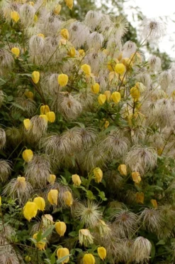 Tangutica Yellow Clematis - 1 Gallon Pot 13 Tangutica Yellow Clematis - 1 Gallon Pot -Wilson Bros Gardens clematis tangutica flowers and seedheads