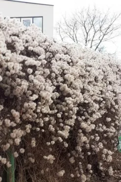 Tangutica Yellow Clematis - 1 Gallon Pot 16 Tangutica Yellow Clematis - 1 Gallon Pot -Wilson Bros Gardens clematis tangutica seedheads winter