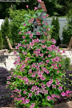 Duchess Of Albany Clematis - 1 Gallon Pot -Wilson Bros Gardens clematis texensis duchess of albany 15