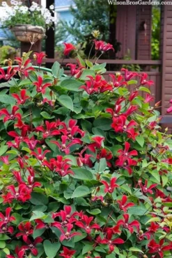 Gravetye Beauty Clematis - 1 Gallon Pot 11 Gravetye Beauty Clematis - 1 Gallon Pot -Wilson Bros Gardens clematis texensis gravetye beauty 10