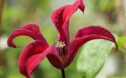 Gravetye Beauty Clematis - 1 Gallon Pot 13 Gravetye Beauty Clematis - 1 Gallon Pot -Wilson Bros Gardens clematis texensis gravetye beauty 4