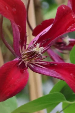 Gravetye Beauty Clematis - 1 Gallon Pot 15 Gravetye Beauty Clematis - 1 Gallon Pot -Wilson Bros Gardens clematis texensis gravetye beauty 6