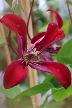 Gravetye Beauty Clematis - 1 Gallon Pot 14 Gravetye Beauty Clematis - 1 Gallon Pot -Wilson Bros Gardens clematis texensis gravetye beauty 7