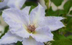 Tranquilite Clematis - 1 Gallon Pot 13 Tranquilite Clematis - 1 Gallon Pot -Wilson Bros Gardens clematis tranquilete 1