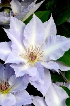 Tranquilite Clematis - 1 Gallon Pot 12 Tranquilite Clematis - 1 Gallon Pot -Wilson Bros Gardens clematis tranquilete 3