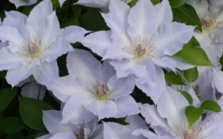 Tranquilite Clematis - 1 Gallon Pot 11 Tranquilite Clematis - 1 Gallon Pot -Wilson Bros Gardens clematis tranquilete 4