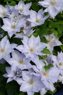 Tranquilite Clematis - 1 Gallon Pot 10 Tranquilite Clematis - 1 Gallon Pot -Wilson Bros Gardens clematis tranquilite 11