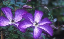 Venosa Violacea Clematis - 1 Gallon Pot 18 Venosa Violacea Clematis - 1 Gallon Pot -Wilson Bros Gardens clematis venosa violacea 1