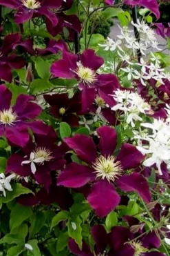 Warsaw Nike Clematis - 1 Gallon Pot -Wilson Bros Gardens clematis warsaw nike 11
