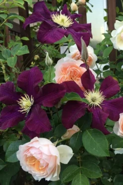 Warsaw Nike Clematis - 1 Gallon Pot -Wilson Bros Gardens clematis warsaw nike 13