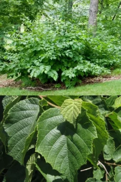 American Hazelnut (Filbert) - 1 Gallon Pot -Wilson Bros Gardens corylus american american hazelnut fall leaves 13