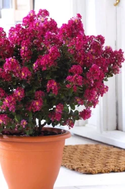 Berry Dazzle Dwarf Crape Myrtle - 2 Gallon Pot