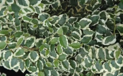 Variegated Creeping Fig - Ficus Pumila 'Variegata' - 6 Pack Of Pint Pots -Wilson Bros Gardens creeping fig ficus pumila variegata 50