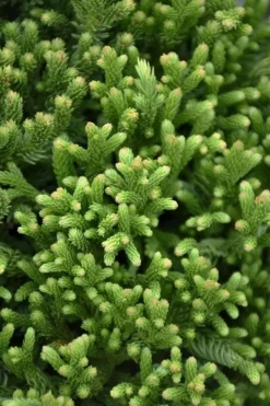 Dragon Warrior Cryptomeria - 3 Gallon Pot 8 Dragon Warrior Cryptomeria - 3 Gallon Pot -Wilson Bros Gardens cryptomeria dragon warrior japanese cedar 1