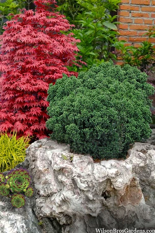 Dragon Warrior Cryptomeria - 3 Gallon Pot 1 Dragon Warrior Cryptomeria - 3 Gallon Pot