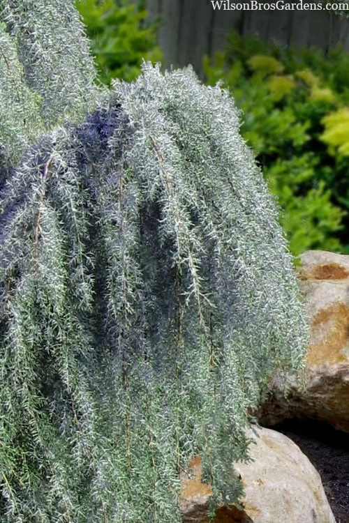 Raywood Weeping Arizona Cypress - 6 Gallon Pot 4 Raywood Weeping Arizona Cypress - 6 Gallon Pot - Image 4