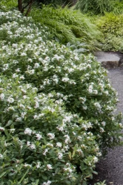 Jim's Pride White Summer Daphne - Daphne X Transatlantica - 1 Gallon Pot -Wilson Bros Gardens daphne jims pride 1