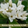 Jim's Pride White Summer Daphne - Daphne X Transatlantica - 2 Gallon Pot