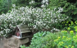 Jim's Pride White Summer Daphne - Daphne X Transatlantica - 2 Gallon Pot -Wilson Bros Gardens daphne jims pride 3 1
