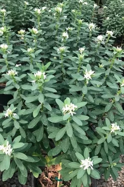 Jim's Pride White Summer Daphne - Daphne X Transatlantica - 2 Gallon Pot -Wilson Bros Gardens daphne jims pride 7 1
