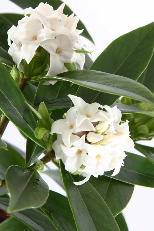White Perfume Princess Winter Daphne - 2 Gallon Pot 4 White Perfume Princess Winter Daphne - 2 Gallon Pot - Image 4