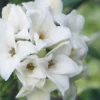 White Perfume Princess Winter Daphne - 2 Gallon Pot