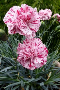 Pinball Wizard Dianthus - 1 Gallon Pot -Wilson Bros Gardens dianthus pinball wizard 4