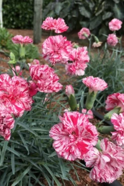 Pinball Wizard Dianthus - 1 Gallon Pot -Wilson Bros Gardens dianthus pinball wizard 5