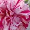 Pinball Wizard Dianthus - 1 Gallon Pot