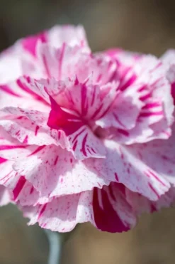 Pinball Wizard Dianthus - 1 Gallon Pot -Wilson Bros Gardens dianthus pinball wizard 8