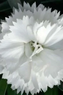 Super Trouper White Dianthus - 5 Pack Of Quart Pots -Wilson Bros Gardens dianthus super trouper white 500x750 1