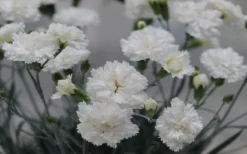 Super Trouper White Dianthus - 5 Pack Of Quart Pots -Wilson Bros Gardens dianthus supertrouper white carnations 2