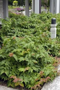 Dwarf Bush Honeysuckle (Diervilla Lonicera) - 1 Gallon Pot -Wilson Bros Gardens diervilla lonicera dwarf bush honeysuckle 6