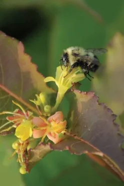 Dwarf Bush Honeysuckle (Diervilla Lonicera) - 1 Gallon Pot -Wilson Bros Gardens diervilla lonicera dwarf bush honeysuckle 7