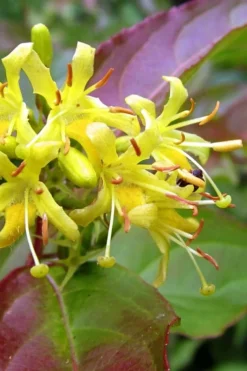Dwarf Bush Honeysuckle (Diervilla Lonicera) - 1 Gallon Pot