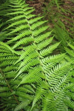 Dixie Wood Fern - Dryopteris Australis - 1 Gallon Pot -Wilson Bros Gardens dryopteris australis dixie wood fern 10