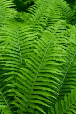 Dixie Wood Fern - Dryopteris Australis - 1 Gallon Pot -Wilson Bros Gardens dryopteris australis dixie wood fern 12