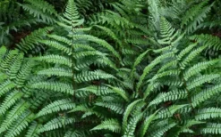 Champions Wood Fern (Dryopteris Championii) - 1 Gallon Pot 10 Champions Wood Fern (Dryopteris Championii) - 1 Gallon Pot -Wilson Bros Gardens dryopteris championii champions wood fern 2