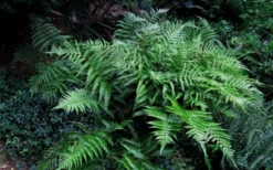 Champions Wood Fern (Dryopteris Championii) - 1 Gallon Pot 11 Champions Wood Fern (Dryopteris Championii) - 1 Gallon Pot -Wilson Bros Gardens dryopteris championii champions wood fern 6