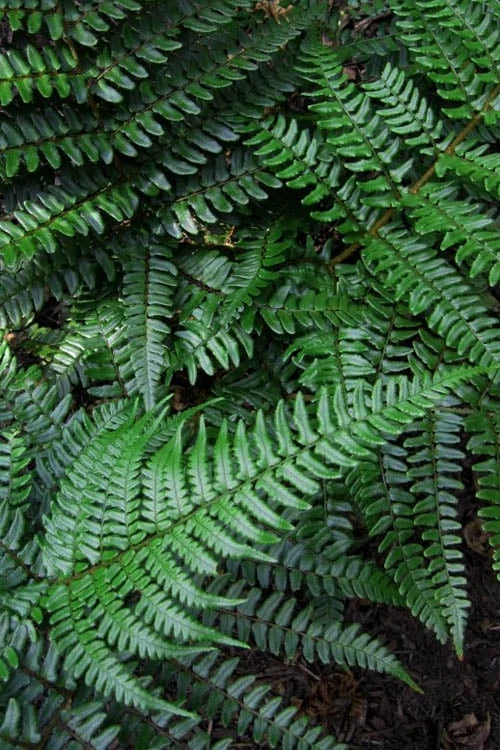 Champions Wood Fern (Dryopteris Championii) - 1 Gallon Pot 6 Champions Wood Fern (Dryopteris Championii) - 1 Gallon Pot - Image 6