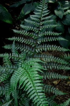 Champions Wood Fern (Dryopteris Championii) - 1 Gallon Pot 13 Champions Wood Fern (Dryopteris Championii) - 1 Gallon Pot -Wilson Bros Gardens dryopteris championii champions wood fern 8