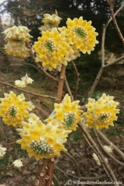 Edgeworthia Chrysantha Paper Bush - 7 Gallon Pot -Wilson Bros Gardens edgeworthia chrysantha 200