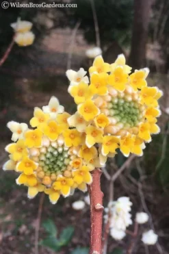 Edgeworthia Chrysantha Paper Bush - 7 Gallon Pot -Wilson Bros Gardens edgeworthia chrysantha 202