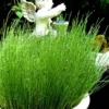 Dwarf Horsetail Reed Grass (Equisetum Scirpoides) - 1 Gallon Pot