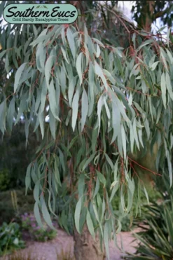 Angus Cold Hardy Eucalyptus Tree (Eucalyptus Nicholii) - Quart Pot -Wilson Bros Gardens eucalyoptus nicholii angus 1 3