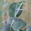 Big O Cold Hardy Eucalyptus Tree (Eucalyptus Neglecta) - 6 Pack Of 1 Gallon Pots