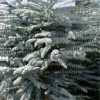 Bluey Cold Hardy Eucalyptus Tree (Eucalyptus Pulverulenta) - 6 Pack Of 1 Gallon Pots