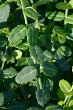 Kewensis Euonymus (Miniature Wintercreeper) - 6 Pack Of Pint Pots -Wilson Bros Gardens euonymus fortunei kewensis miniature wintercreeper 6